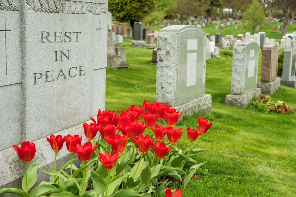 Headstones in a cemetery with red tulips