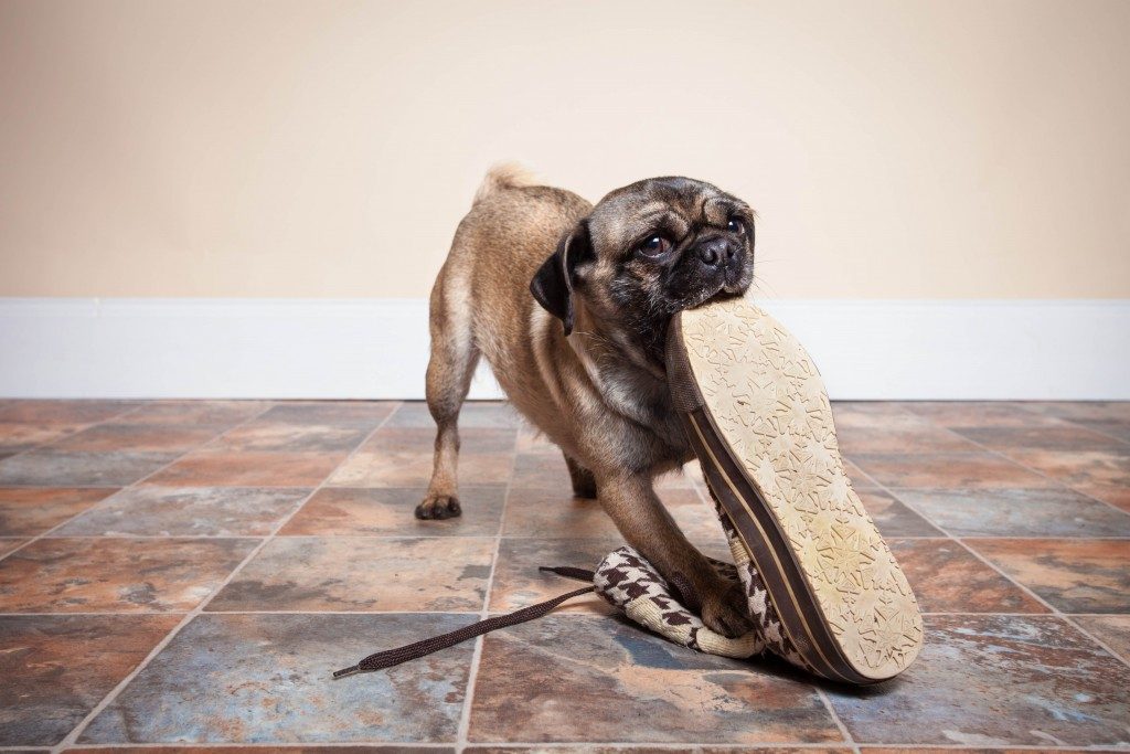 naughty Pug eating shoe on tiled floor